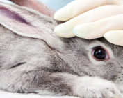 fin-experimentacion-animales-cosmetica