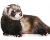 huron-xl-668x400x80xX