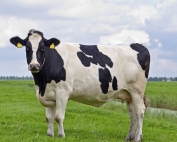 medicamentos-para-bovinos-medicamentos-veterinarios1-690x426