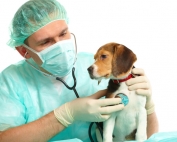 veterinario