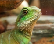 141118113651_lagarto_624x351__nocredit