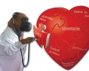 Cardiologia_Drako-corazon