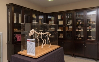 Museo Veterinario (28)