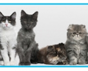 WebSeminar Asma felina y uso práctico de inhaladores