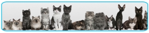 WebSeminar Asma felina y uso práctico de inhaladores