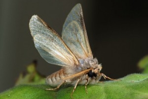 Procesionaria Adulto