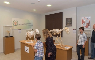 Museo-Veterinario-13