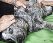 veterinary-2319416_1920