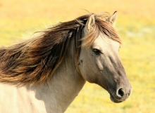 horse-197199_1920