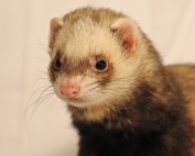 ferret-1880601_1920