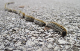 190125 ORUGA PROCESIONARIA