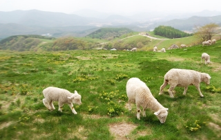 cattle-ranch-645959_1920
