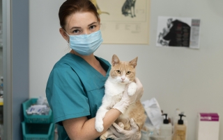 close-up-on-veterinarian-taking-care-of-cat