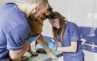 high-angle-careful-doctors-helping-sick-dog