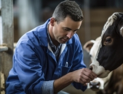 A veterinarian checks a cow. Created with Generative AI technology.
