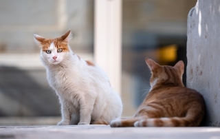 colonias_felinas_dos_gatos