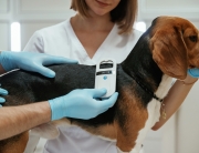 Searching for tag by using special equipment. Two veterinarians are working with beagle dog in clinic.