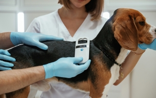 Searching for tag by using special equipment. Two veterinarians are working with beagle dog in clinic.