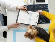 lindo-perro-durante-una-consulta