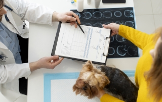 lindo-perro-durante-una-consulta