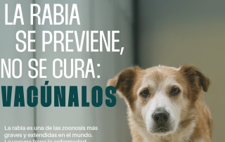 26-9 Día mundial rabia