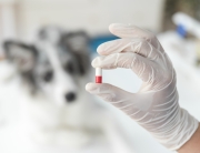 female-veterinarian-s-hand-holding-capsule-front-blur-dog-clinic