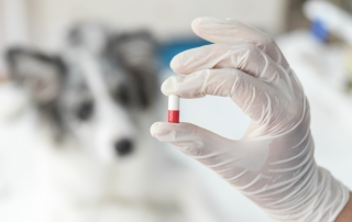 female-veterinarian-s-hand-holding-capsule-front-blur-dog-clinic