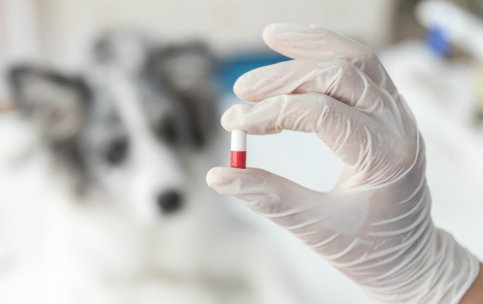 female-veterinarian-s-hand-holding-capsule-front-blur-dog-clinic